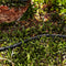 NEW 50 ft. x 3/4 in. Flat Seeper Soaker Hose – Heavy-Duty Garden Irrigation Hose, Water-Saving Drip Hose for Flower Beds, Lawns & Raised Gardens